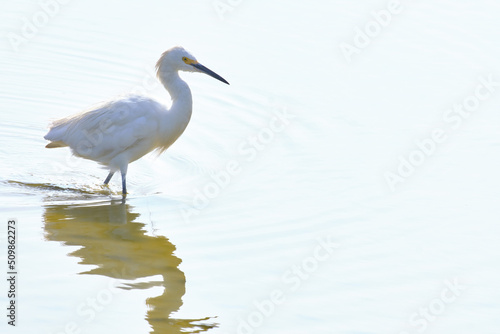 Snowy Egret  Egretta thula   adult heron perched on water  white background.