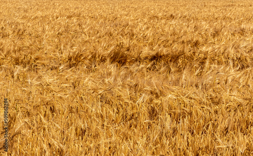 golden barley field  full frame of ripe ears ready for harvest