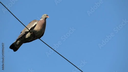 The pigeon sits on an electric wire. The pigeon takes off from the wire. Slow motion.