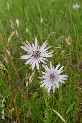 Tragopogon porrifolius 