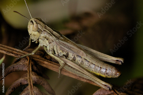 Grasshopper on a branch