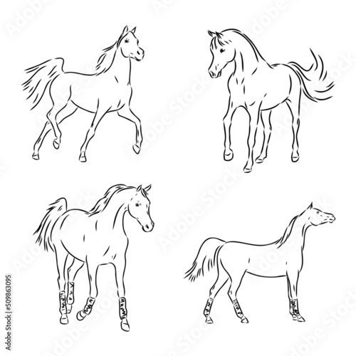 A black horse sketch, vector, color drawing or illustration.