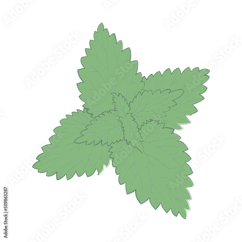 mint leaves. mint branch. freshness.
