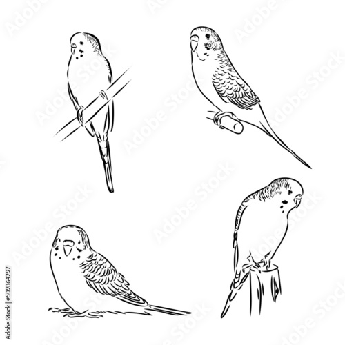 A cute budgie sits on a perch. Vector sketch illustration for design, advertising, prints.