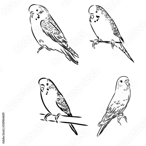 A cute budgie sits on a perch. Vector sketch illustration for design, advertising, prints.