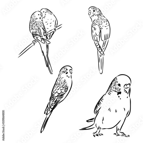 A cute budgie sits on a perch. Vector sketch illustration for design, advertising, prints.