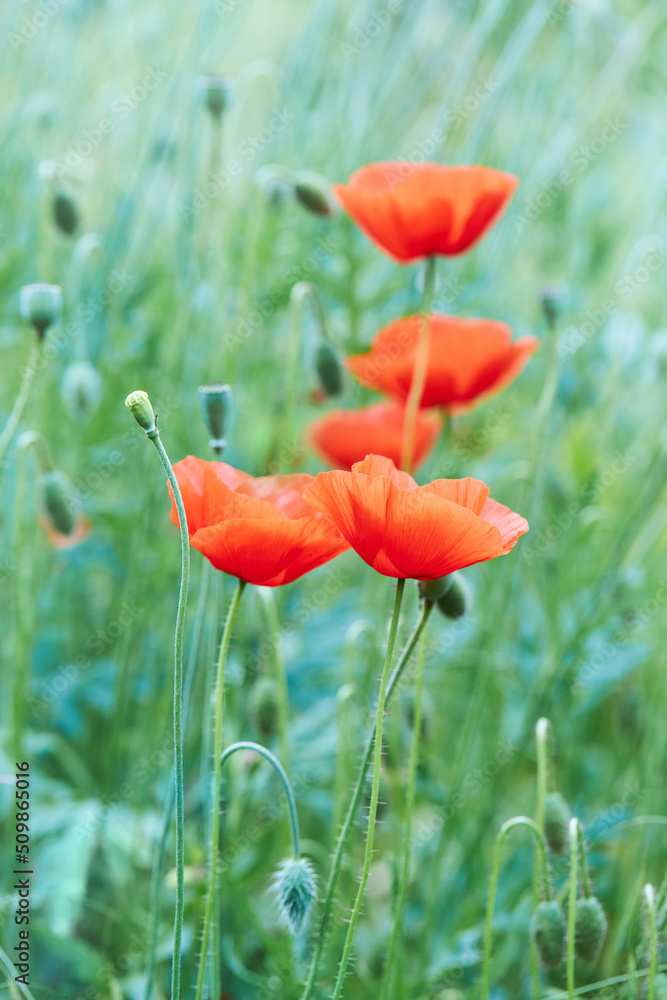 Obraz premium Blooming Poppy (Papaver rhoeas). It is also called poppy or corn rose, is a plant species from the genus poppy (Papaver) within the poppy family (Papaveraceae)