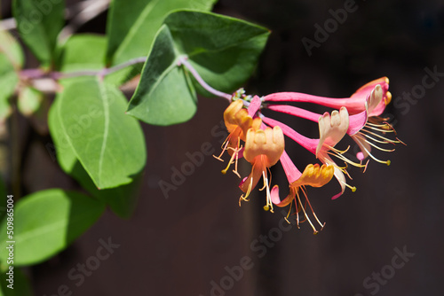 Close up of pink honeysuckle flowers, variety - Lonicera periclymenum 'Serotina' (Late Dutch Honeysuckle). photo