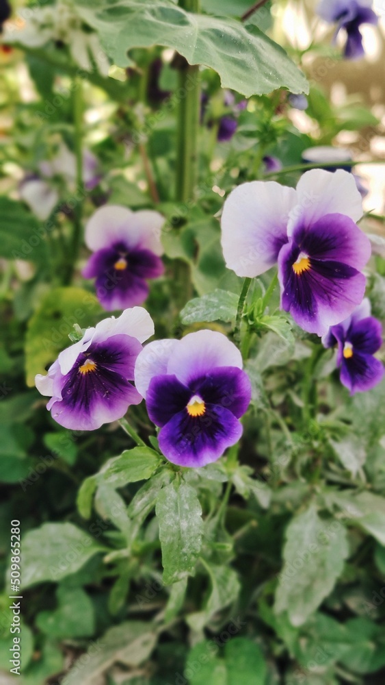viola viola