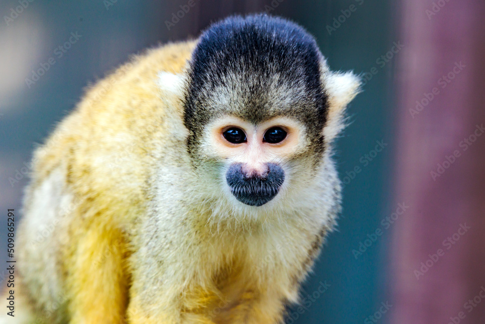 Obraz premium Er schaut