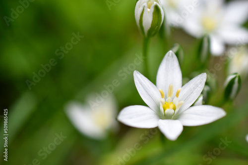 Ornithogalum is a genus of perennial bulbous herbaceous plants of the hyacinth subfamily hyacinthaceae of the asparagus family asparagaceae © Lushchikov Valeriy