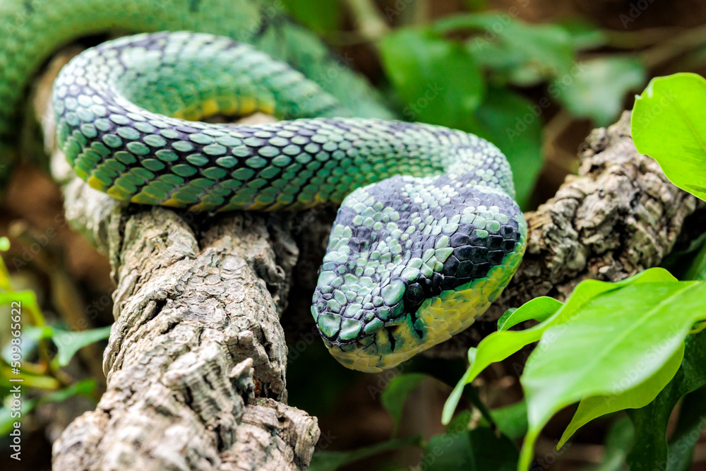 Fototapeta premium Vietnamesische Langnasennatter