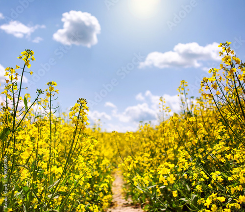Path in the middle of yellow blooming rapeseed in agricultural field against sunny blue sky
