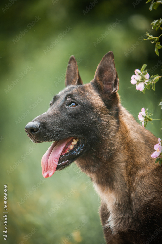 Belgian Shepherd sunny day in spring Belgian Shepherd sunny day in spring