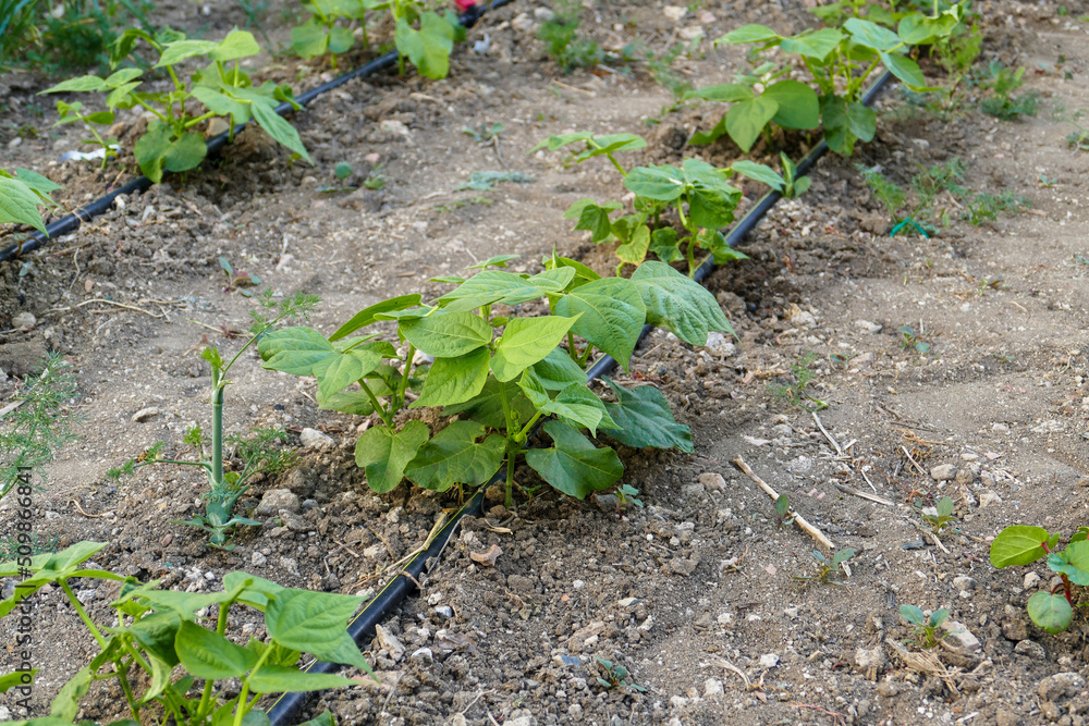 bean plant in the garden, new bean sprouts planted in rows, watering the plants with the drip system, bean plant in the garden, new bean sprouts planted in rows, watering the plants with the drip system,