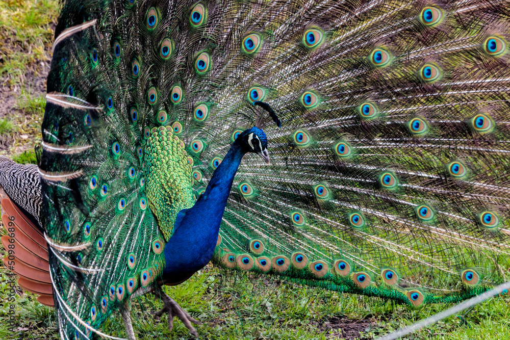 Obraz premium Pfau mit Rad