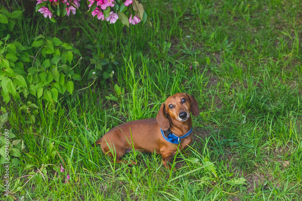 Portrait of a cute dog, sitting on a summer green meadow . Purebred dachshund. Obedience concept. short-haired red dachshund stands on a lawn. Dachshund is walking outdoors