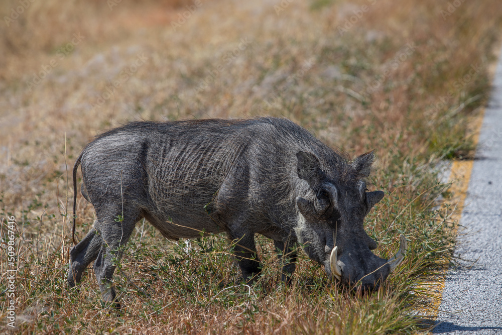 Portrait of African wild warthog boar Portrait of African wild warthog boar