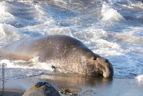 elephant seal in water