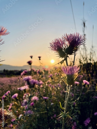 Photo Beautiful flower and sunset backdrop