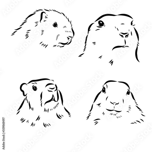 Set of hand drawn vector illustration. Realistic groundhogs in different positions. ute marmot collection. Groundhog Day holiday elements. Vintage monochrome sketch isolated on white. Engraving style