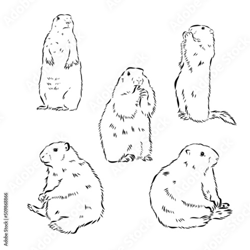 Set of hand drawn vector illustration. Realistic groundhogs in different positions. ute marmot collection. Groundhog Day holiday elements. Vintage monochrome sketch isolated on white. Engraving style