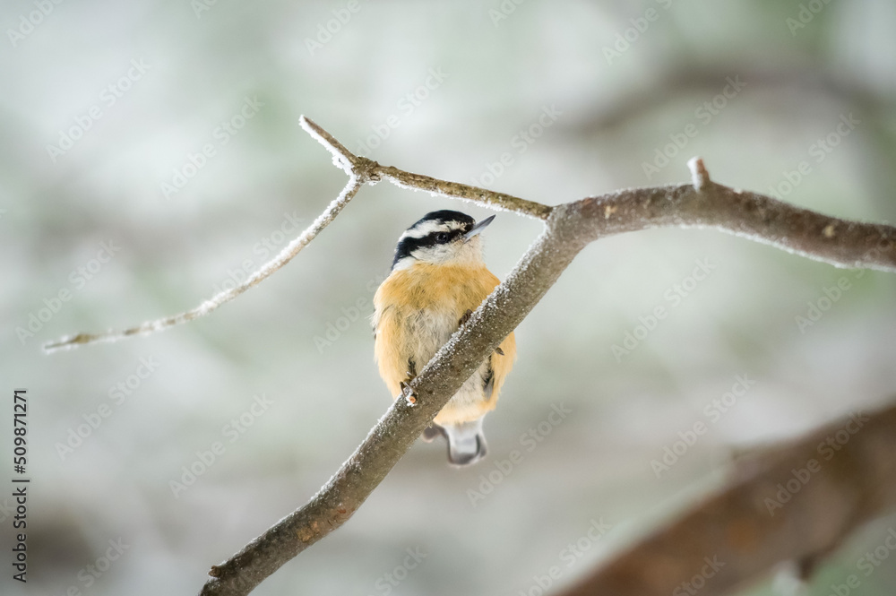 A red-breasted nuthatch (Sitta canadensis) perched on a branch A red-breasted nuthatch (Sitta canadensis) perched on a branch