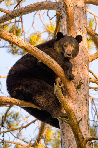 Black bear (Ursus americanus) in a red pine tree