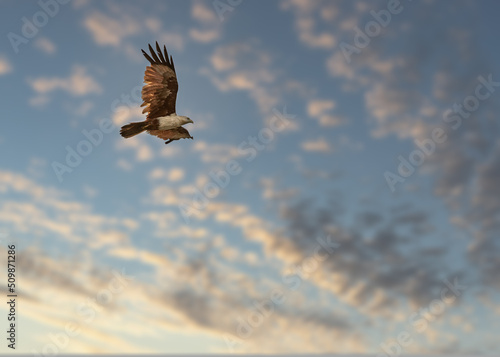 Billede på lærred A Brahminy Kite flying in sky