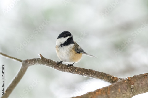 Murais de parede Black-capped chickadee (Poecile atricapillus) perched on a branch