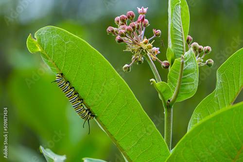 A monarch butterfly caterpillar (Danaus plexippus) feeding on a common milkweed (Asclepias syriaca) leaf photo