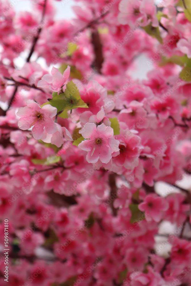 Obraz premium Sakura in April.