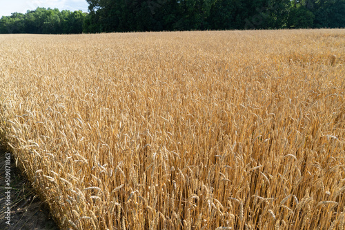 A farmer's field. Wheat.
