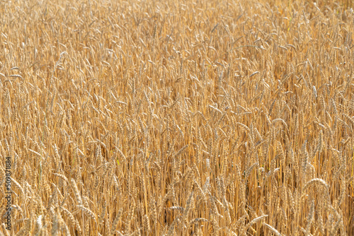 A farmer s field. Wheat.