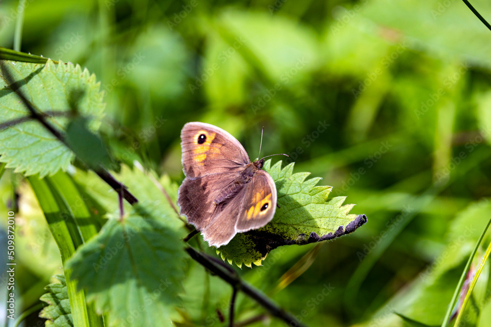 Obraz premium Das Große Ochsenauge