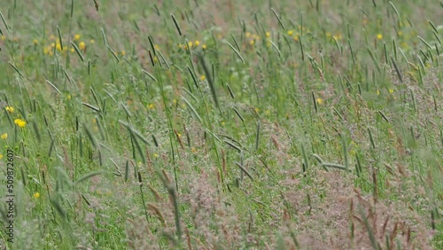 Flying over grassland with grass swaying in the wind