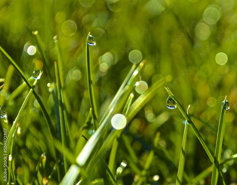 Fototapeta premium close up dew drops on green grass