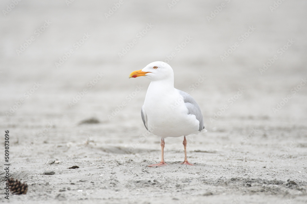 seagull on the beach seagull on the beach