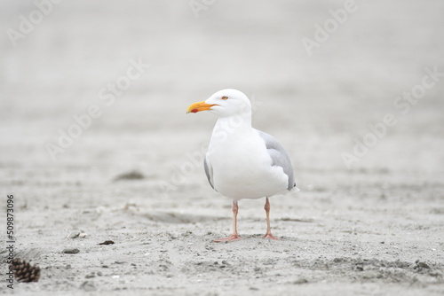 seagull on the beach