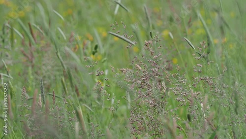 Flying over grassland with grass swaying in the wind