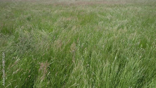 Flying over grassland with grass swaying in the wind