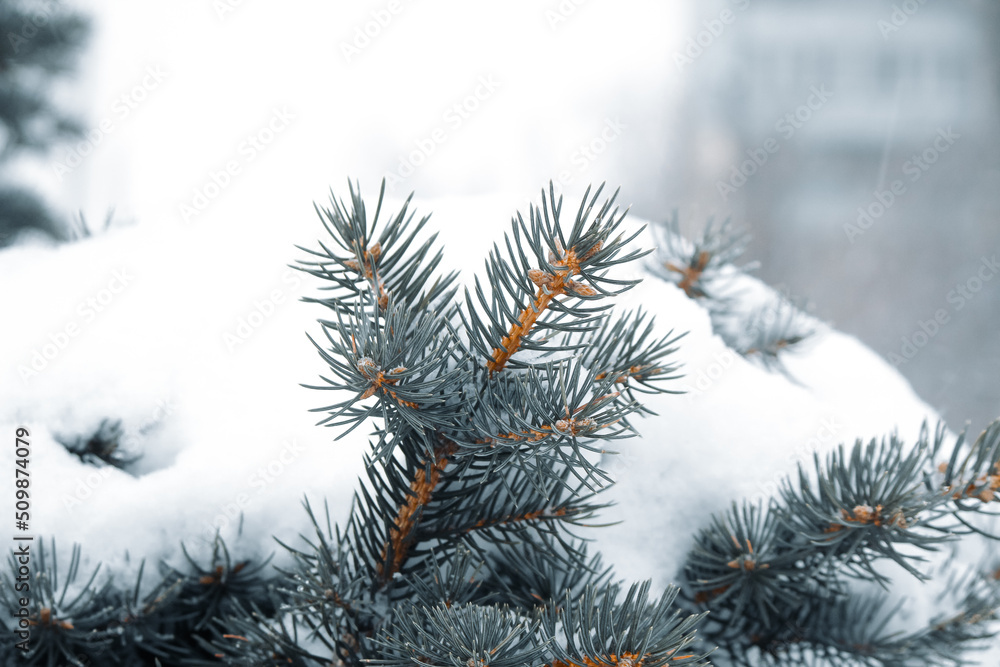 christmas tree branches