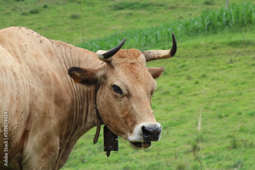Vaca con cuernos en Asturias, España