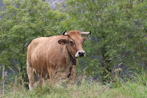 Vaca en un prado de Asturias  Espa  a