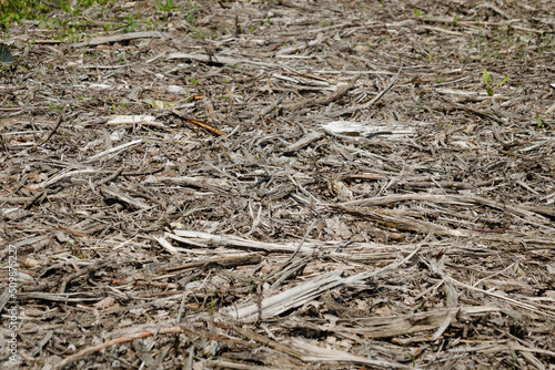 The land is covered with withered gray, old branches