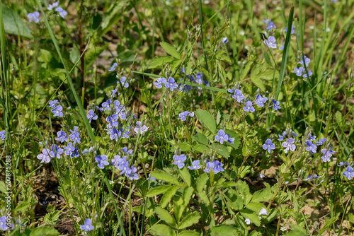 Hundreds of small blue flowers in a wild and untouched summer meadow.