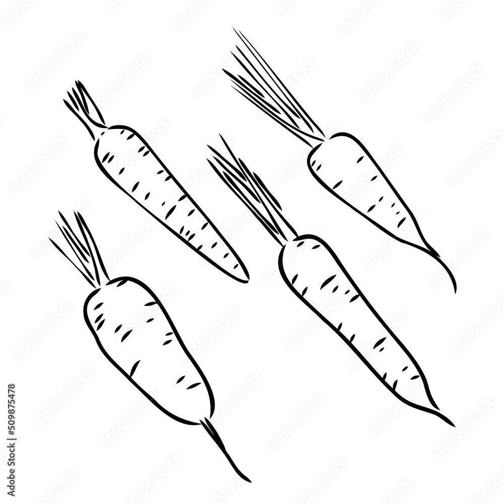 Carrot hand drawn vector illustration set. Isolated Vegetable engraved style object with sliced pieces. Detailed vegetarian food drawing. Farm market product. Great for menu, label, icon Carrot hand drawn vector illustration set. Isolated Vegetable engraved style object with sliced pieces. Detailed vegetarian food drawing. Farm market product. Great for menu, label, icon
