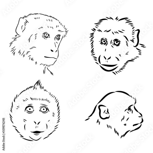 Monkey icon. Jungle macaque outline badge. Zoo animal. Vector illustration.