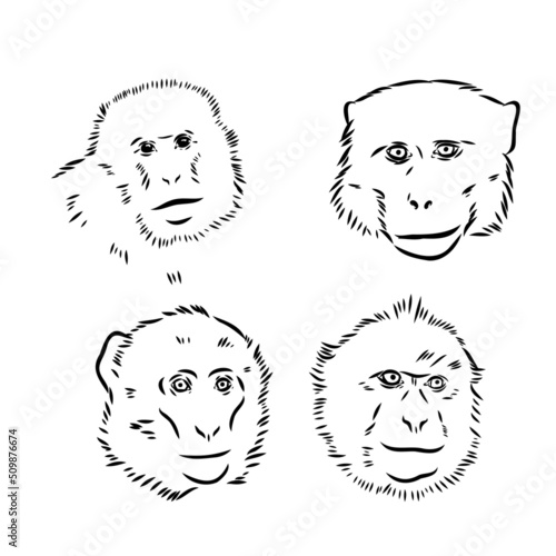 Monkey icon. Jungle macaque outline badge. Zoo animal. Vector illustration.