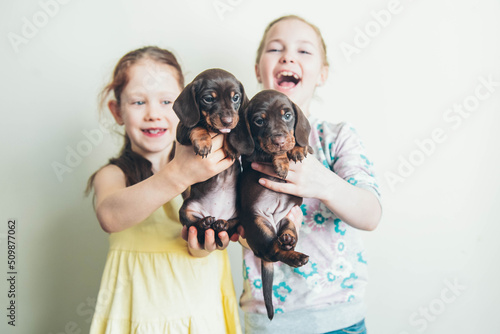 Two adorable puppies in the hands of a little girls. Dachshund puppies. 